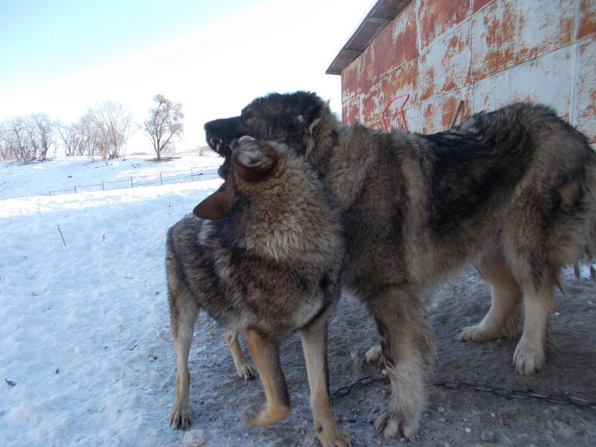 Волкособ и волкодав