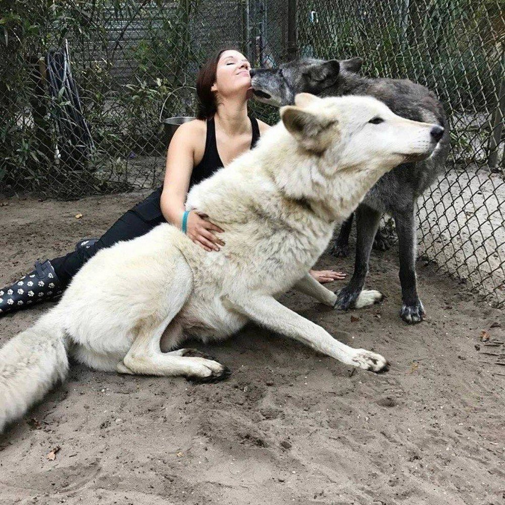 Волкособ крупный