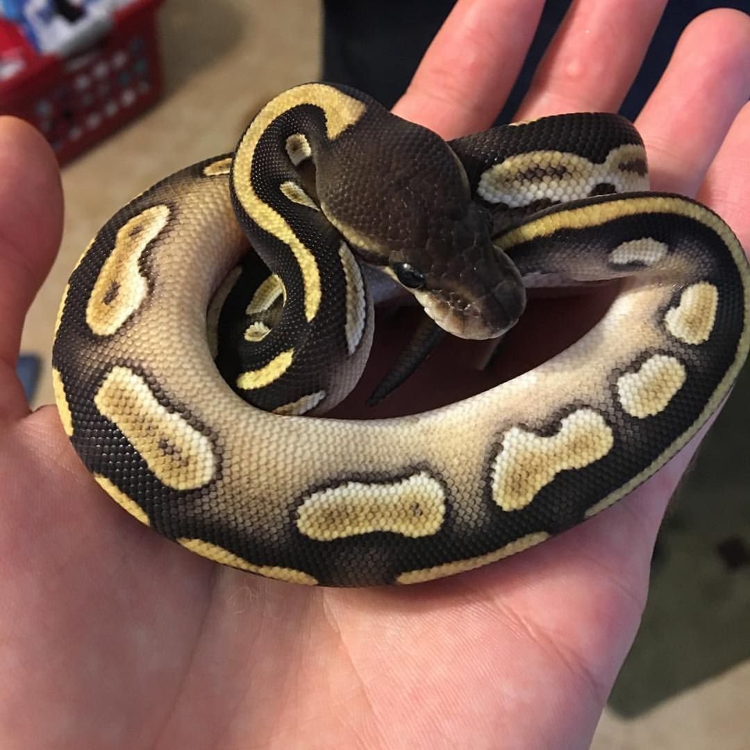 Королевская змея нигрита Эстетика