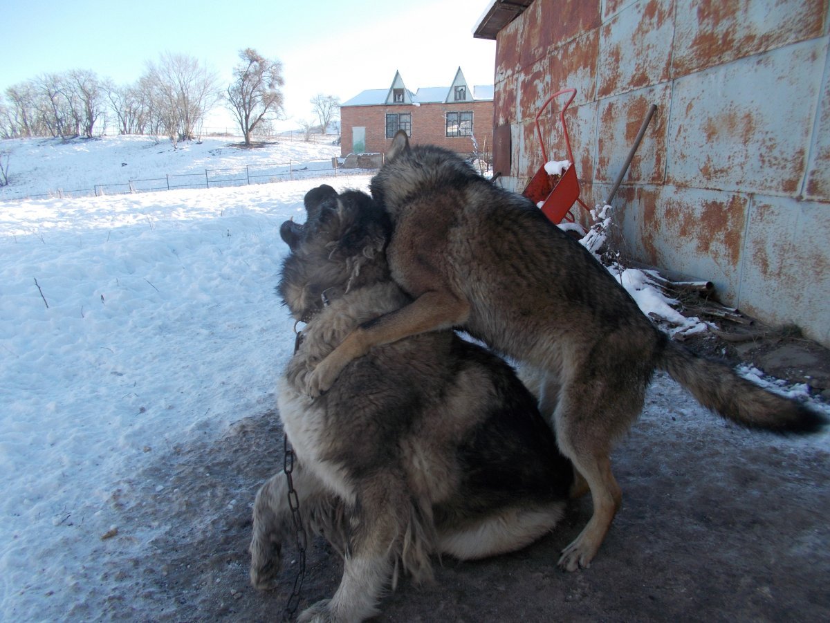 Алабай и Кавказская овчарка