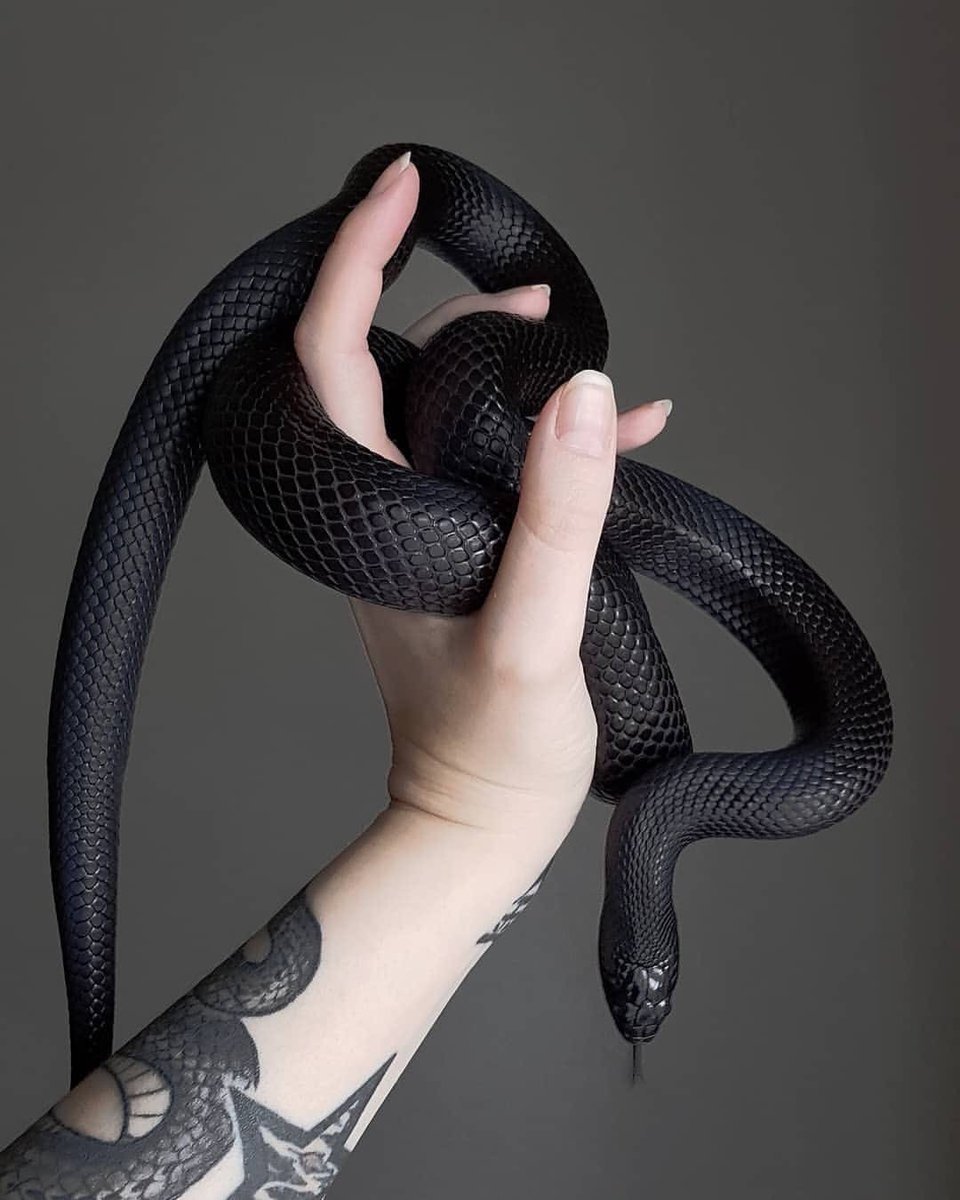 Королевская змея нигрита