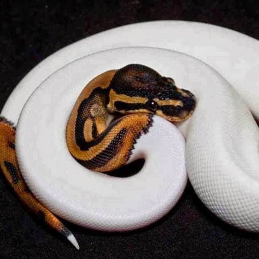 Королевский питон Albino