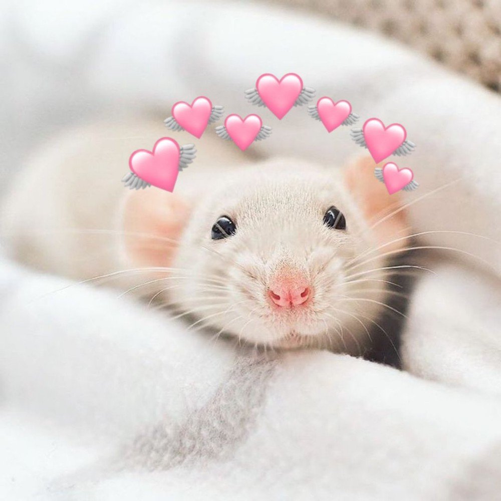 Крыса Дамбо белая