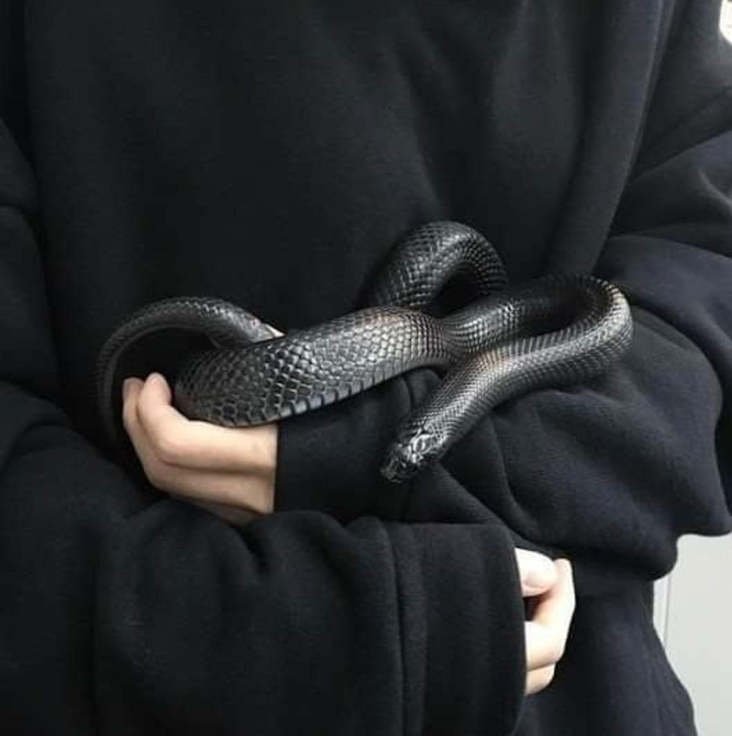 Черная змея сверху