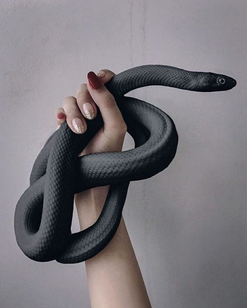 Белогубый полоз