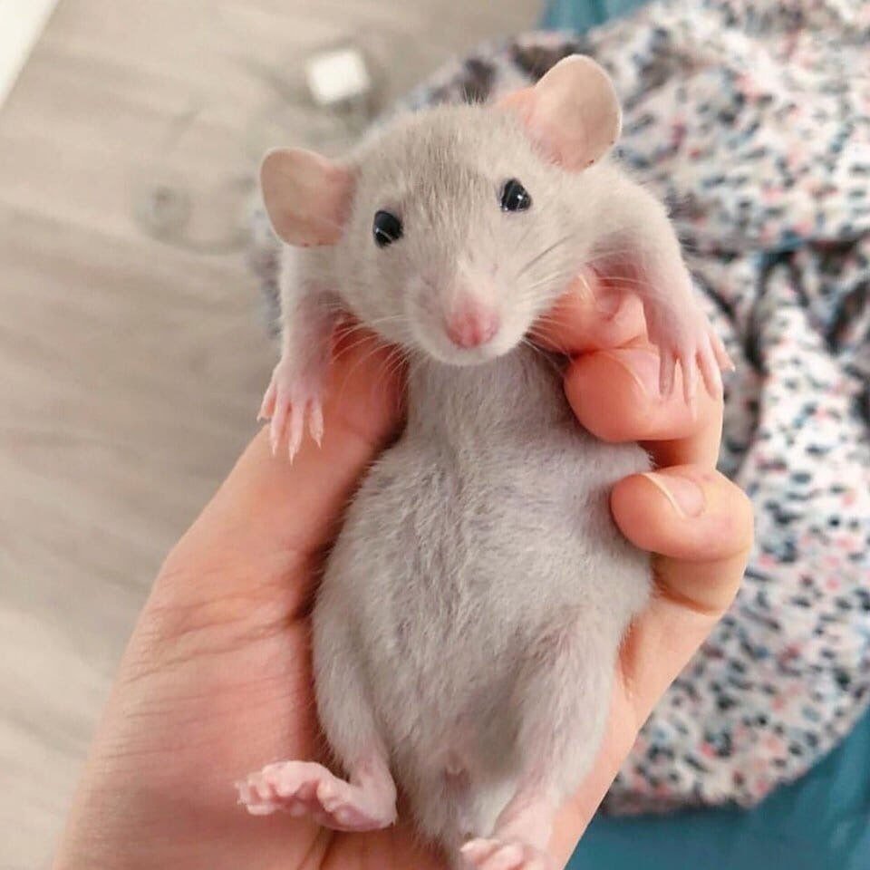 Крыса Дамбо рекс голубая