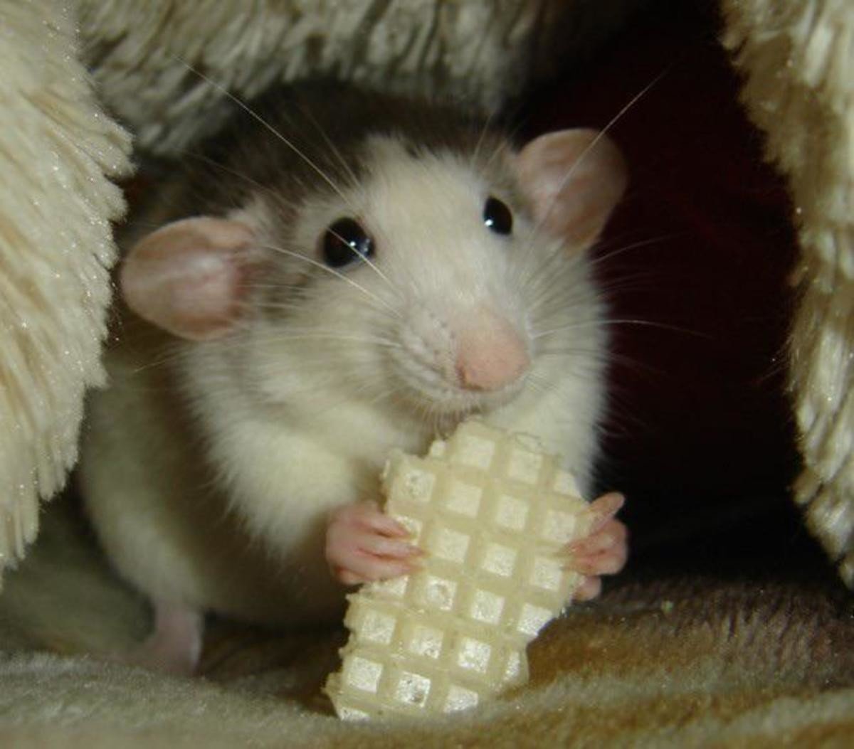 Крыса Дамбо кушает