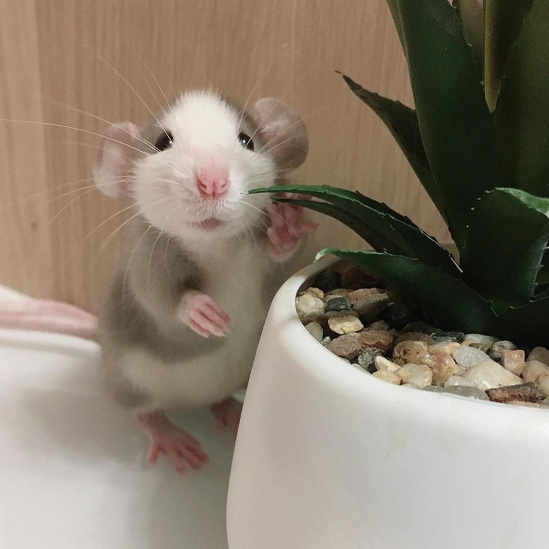 Четыре крысы