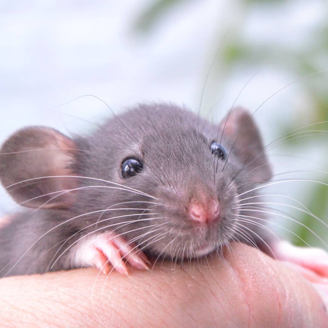 Крыска Дамбо