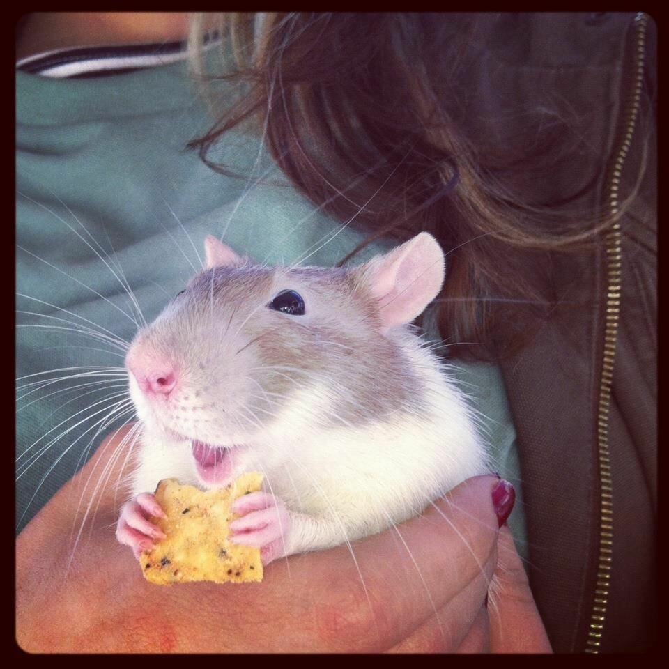 Милые крыски