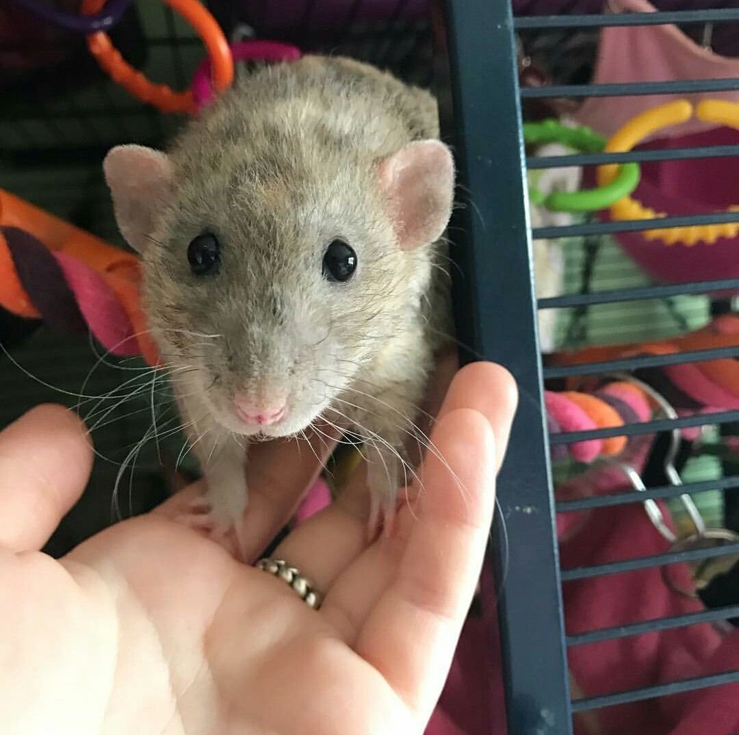 Крыски Дамбо пятнистые