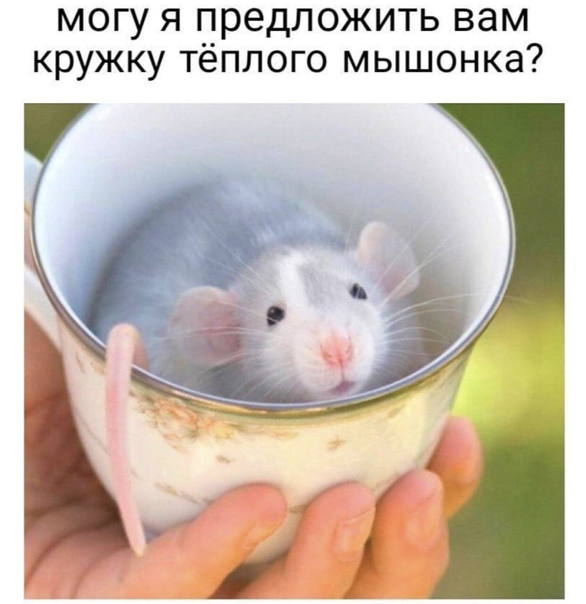 Декоративная крыса Дамбо