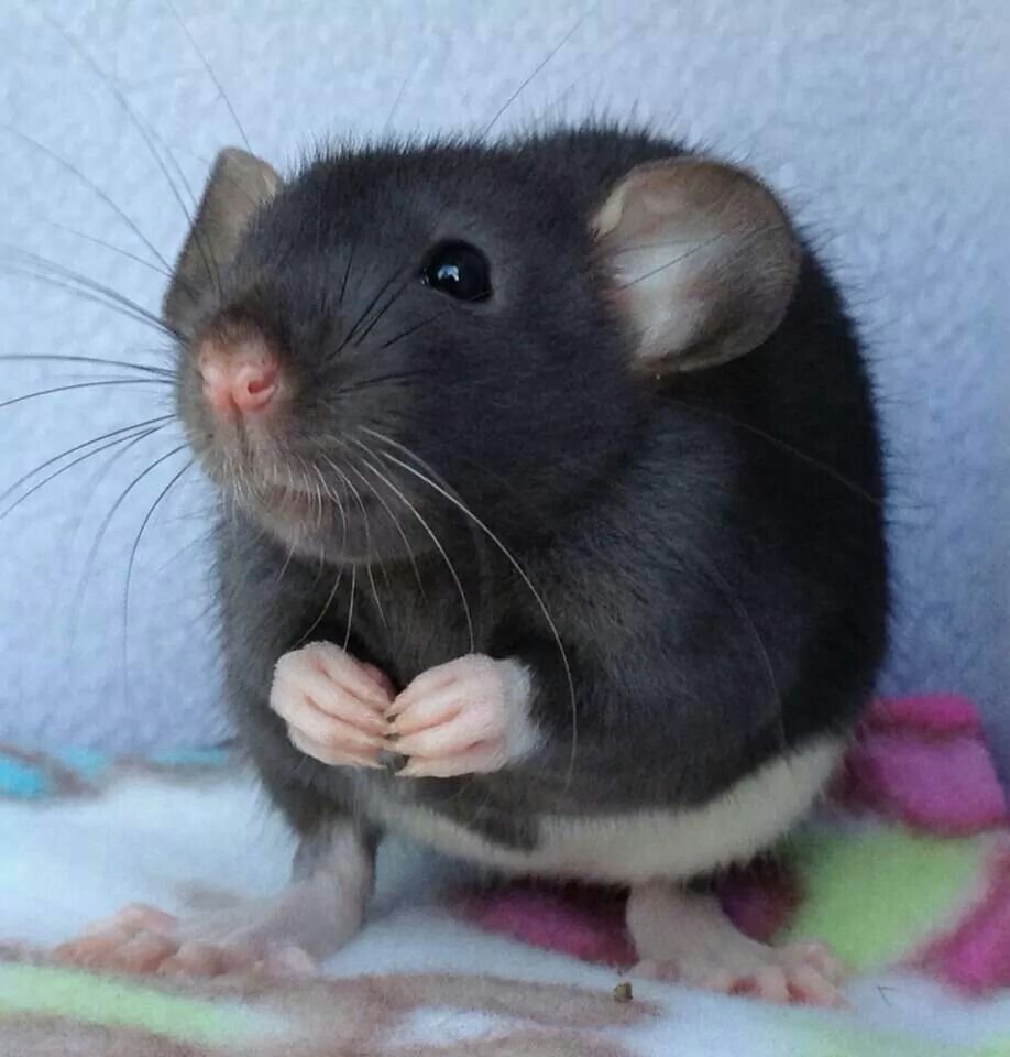 Крысы Дамбо Эстетика