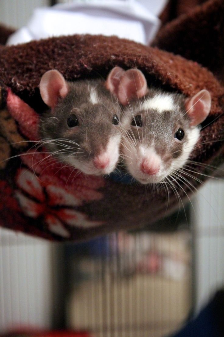 Крыса песочного цвета