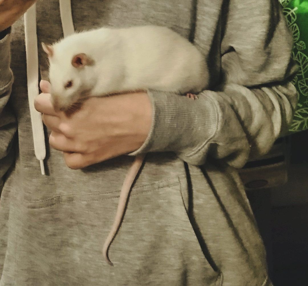 Белая пушистая мышка