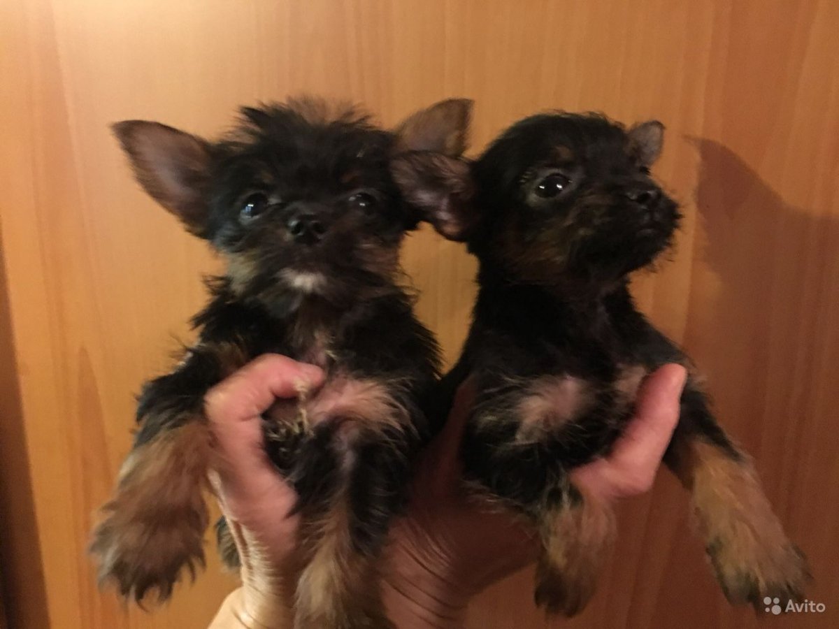 Метис Йорка и той терьера