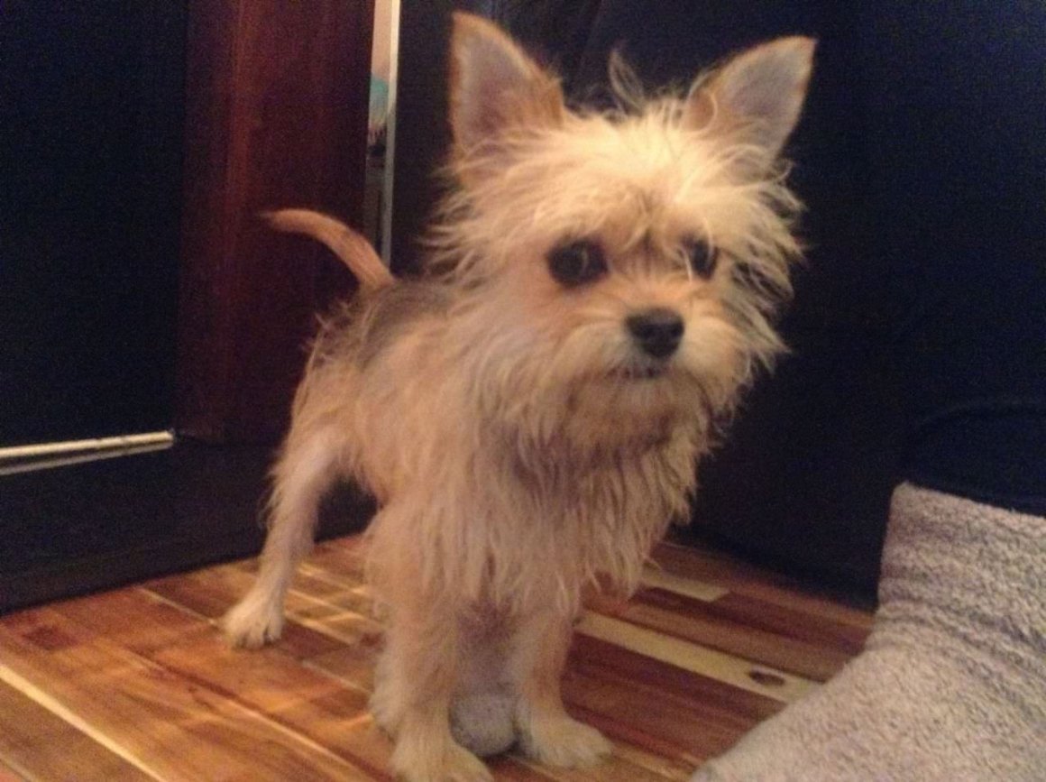 Метис чихуа и Йорка