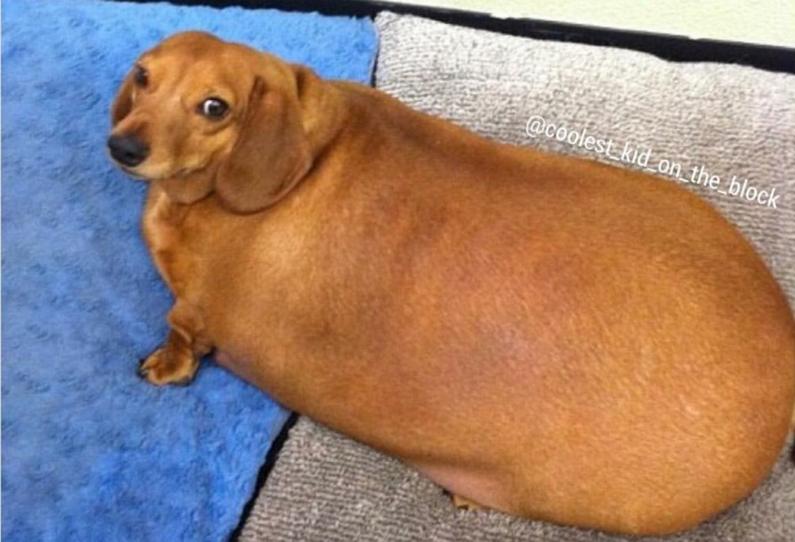 Карликовая такса толстая