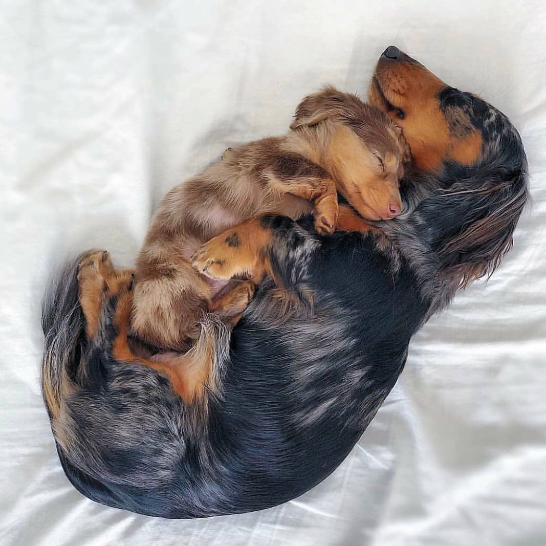 Белая такса