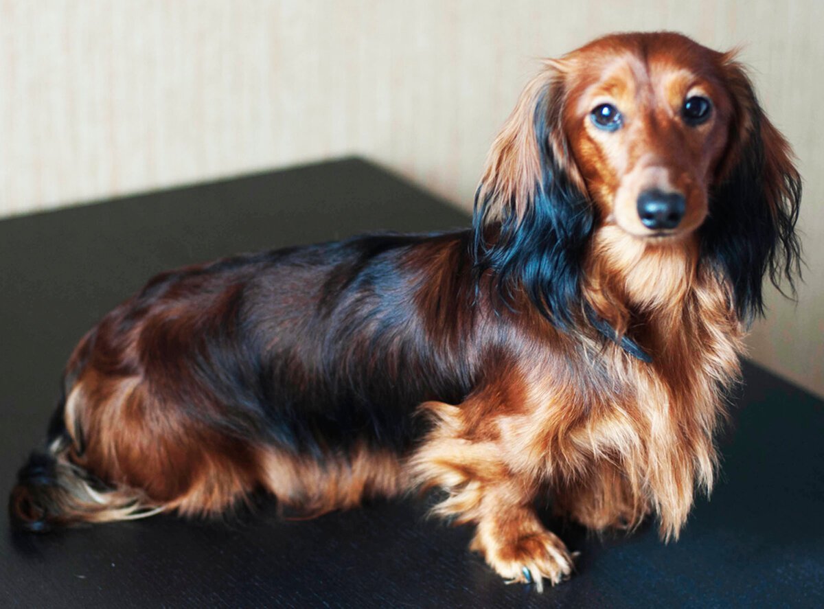 Такса длинношерстная