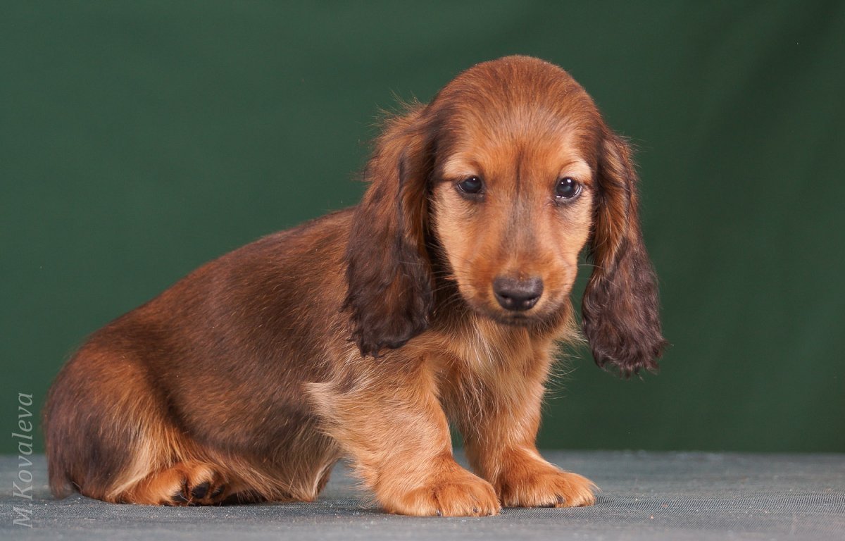 Такса рыжая длинношерстная