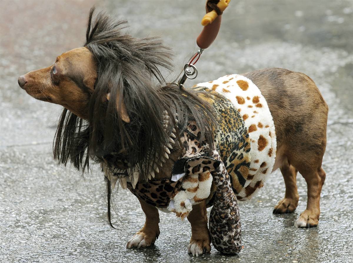 Такса с мохнатой мордой