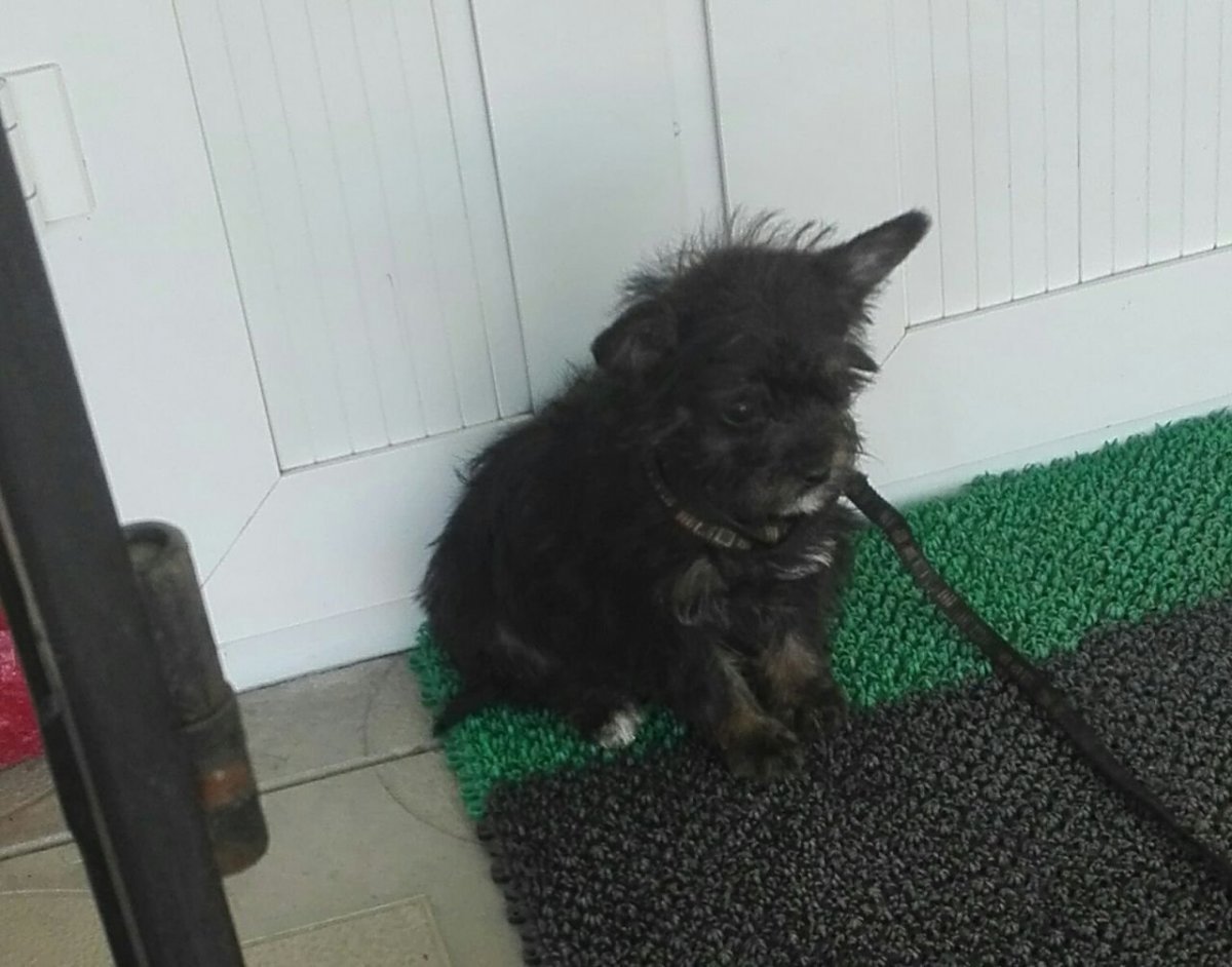 Папильон и чихуахуа метис