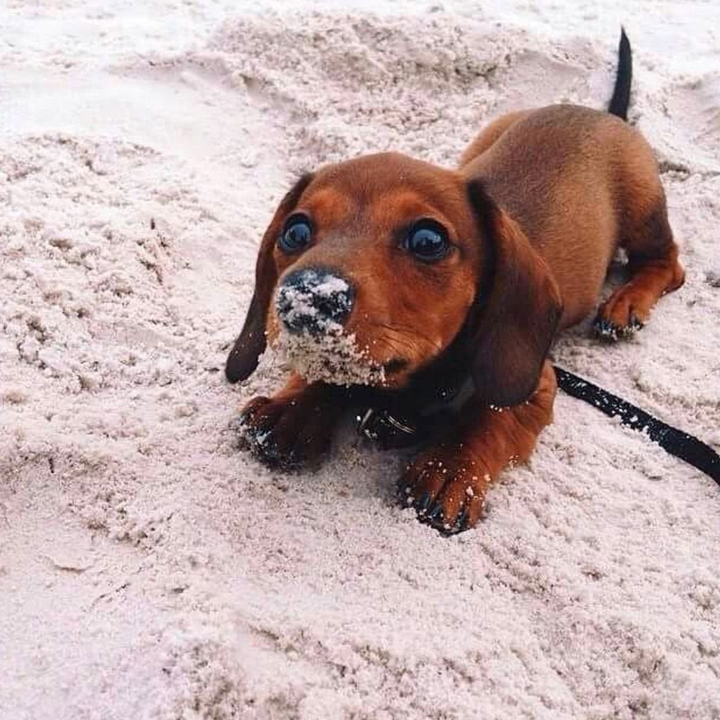 Такса пушистая