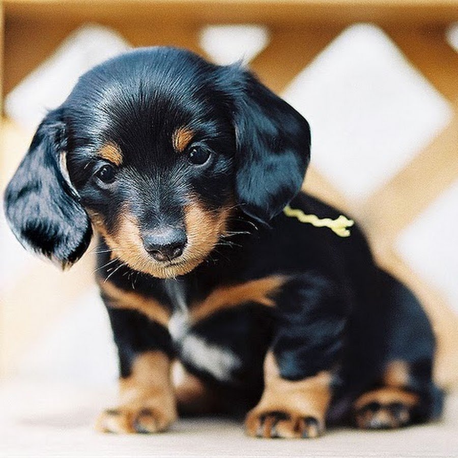 Такса длинношерстная