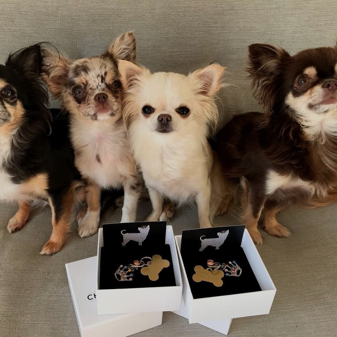 Метис Папильон+Йоркширский терьер