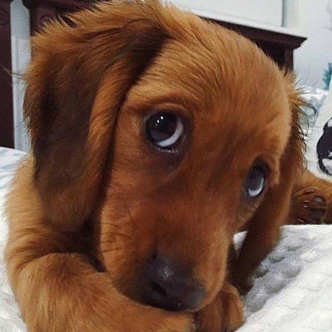 Кроличья такса помесь