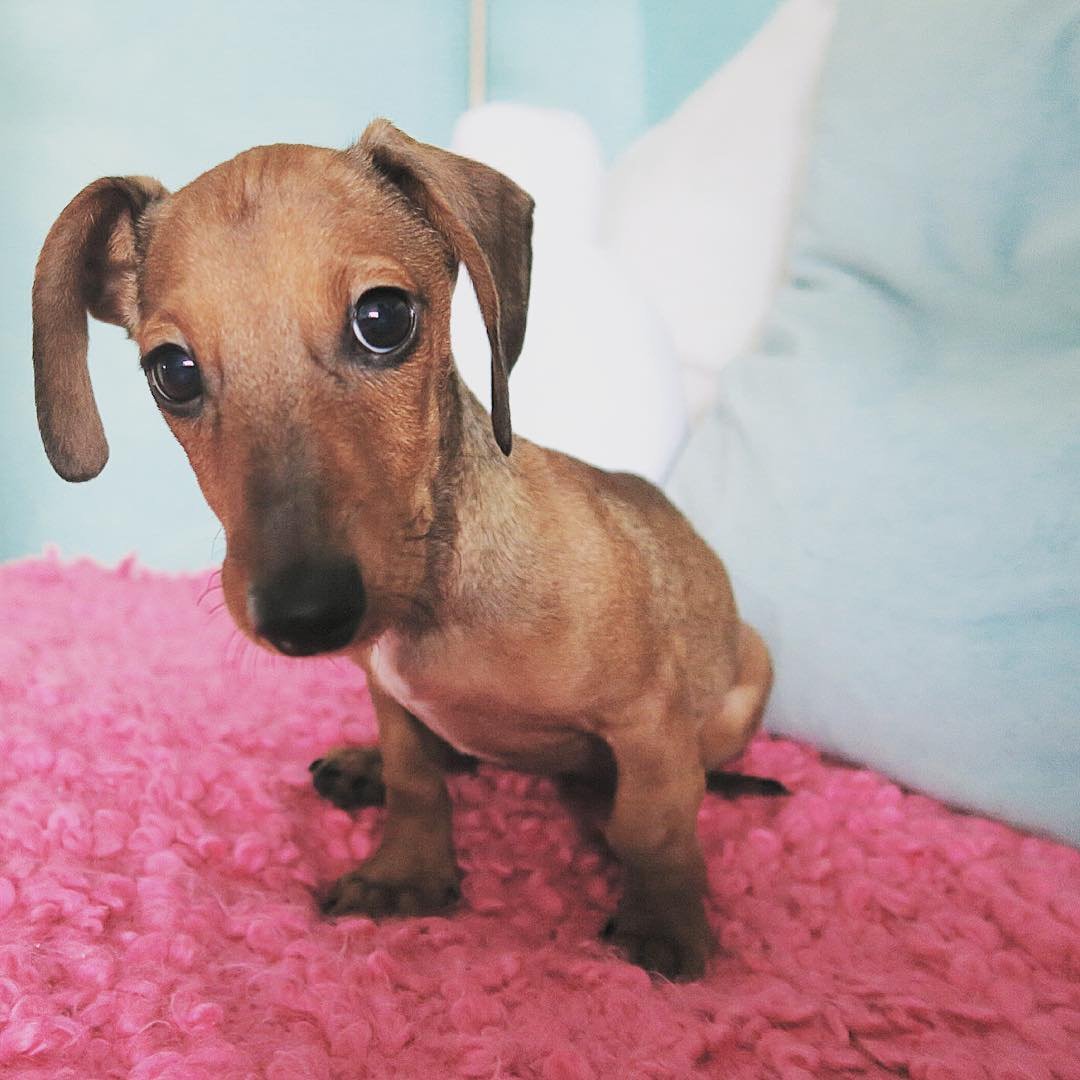 Кроличья такса длинношерстная мраморная