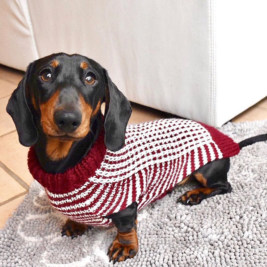 Такса длинношерстная