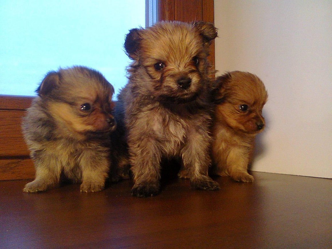 Метис ши тцу и Йорка