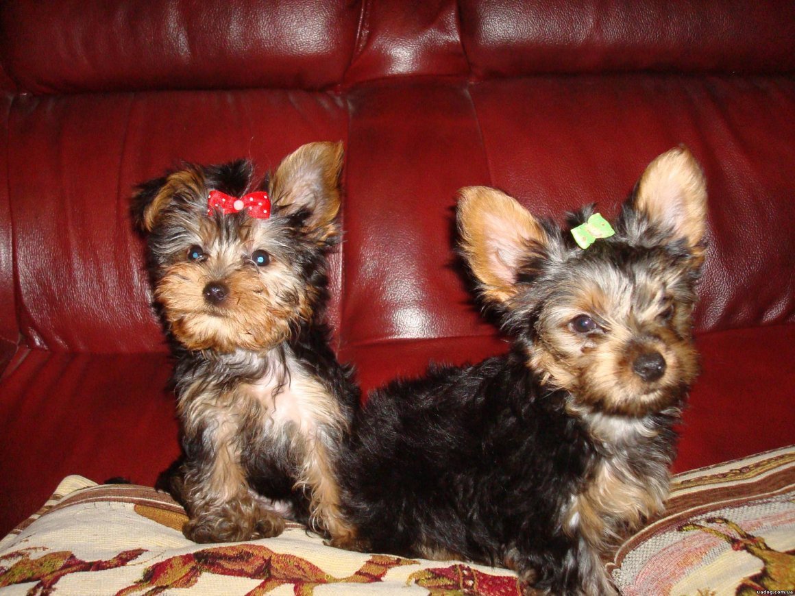 Бивер-Йоркширский терьер Джек