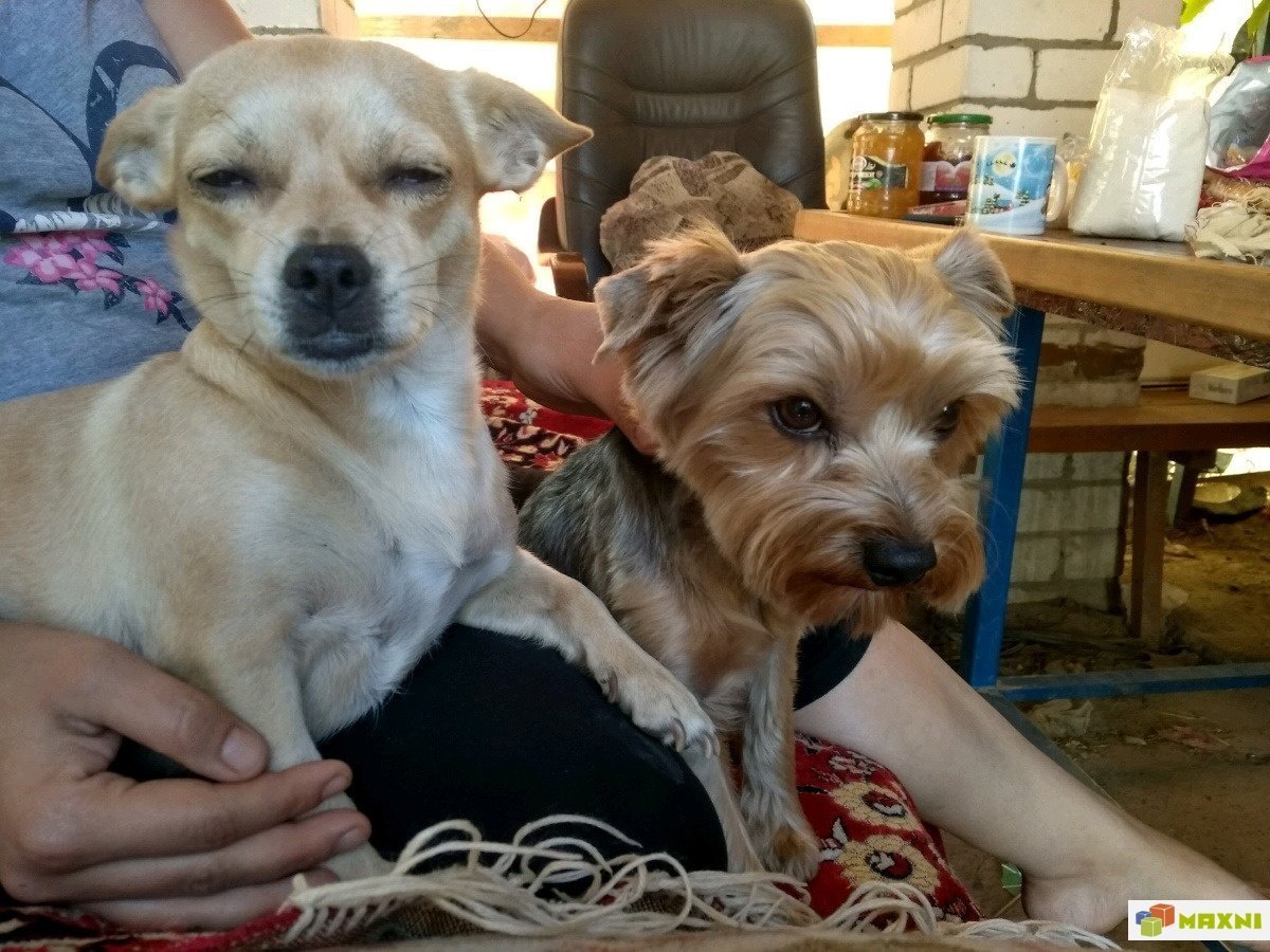 Йоркширский той терьер 1 месяц метис