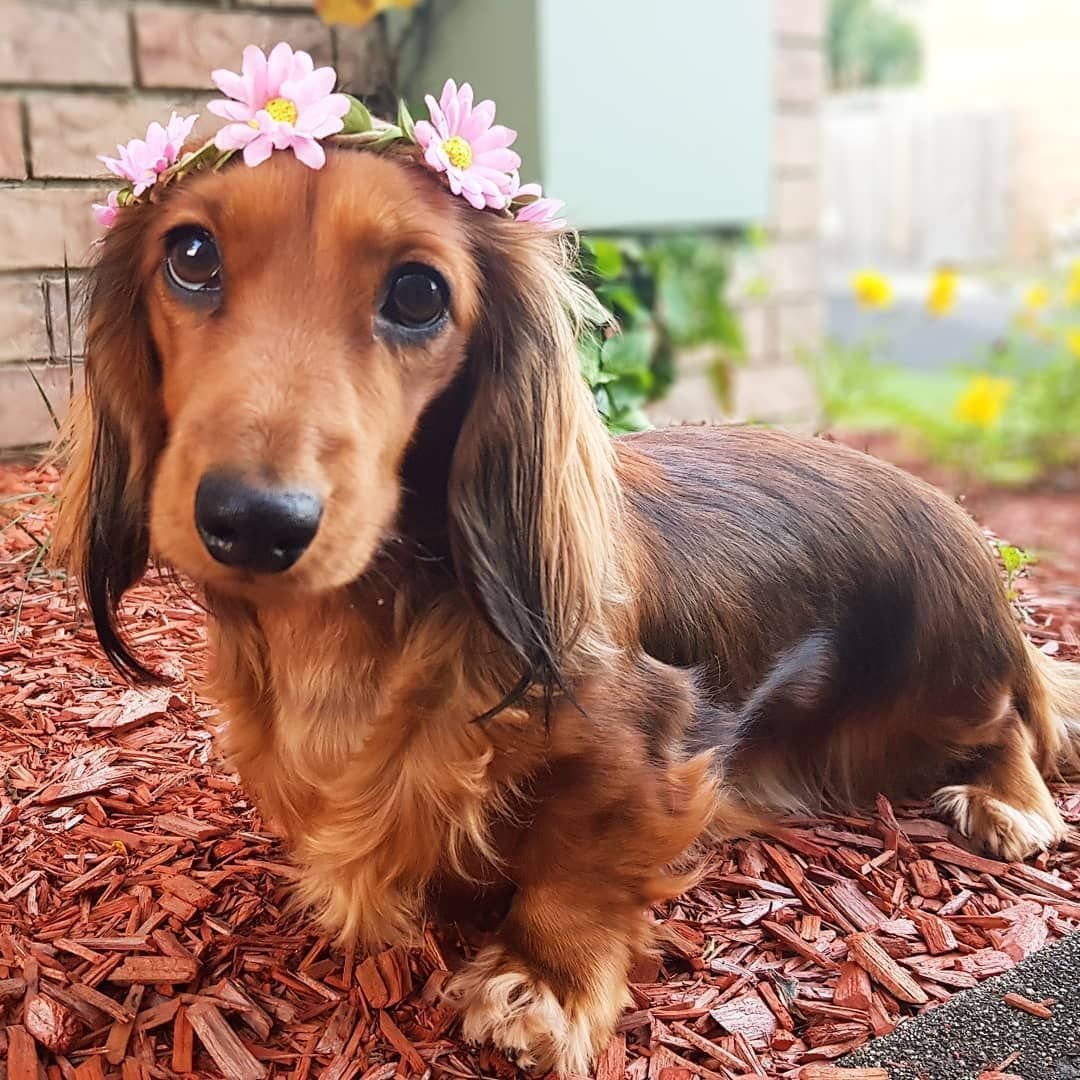 Такса в костюме