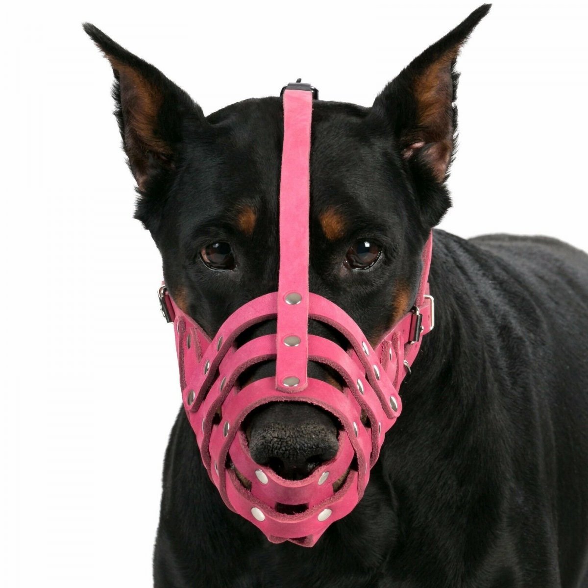 Парфорс у добермана