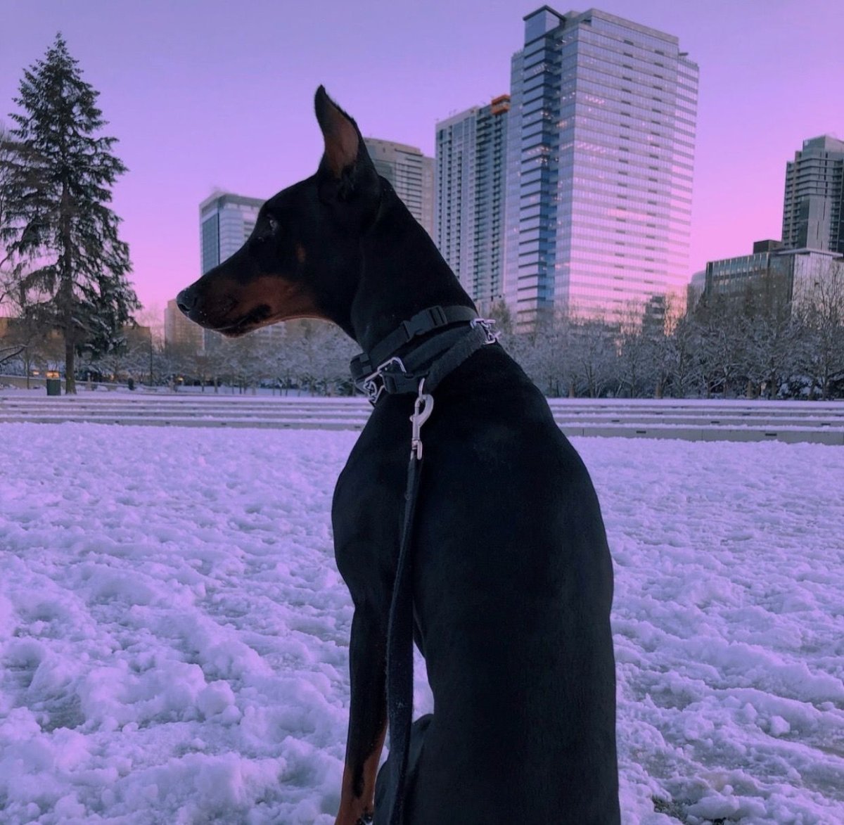 Мягкий ошейник колор дог