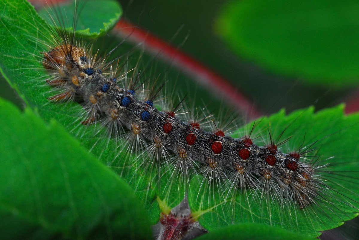 Гусеница Земляная черная