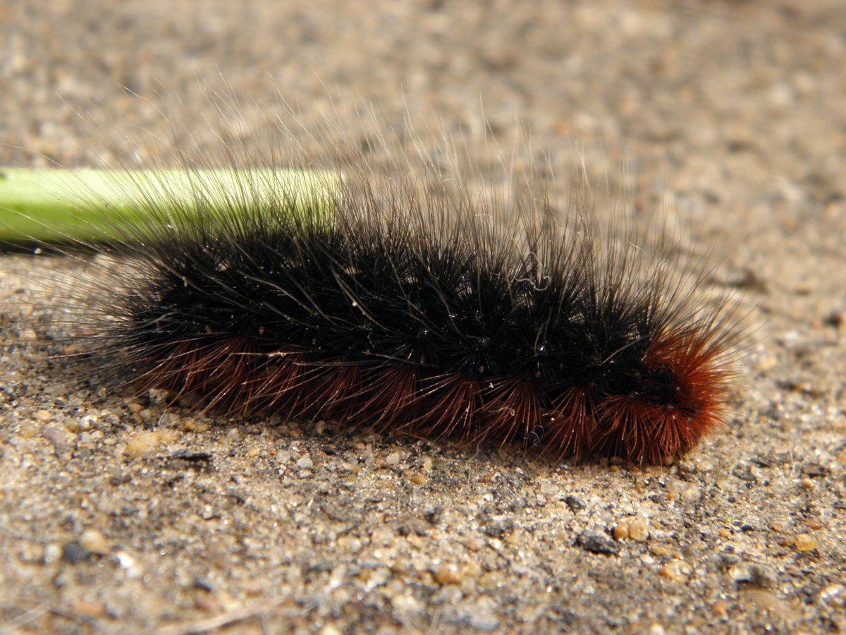 Фото насекомого,50 мм размера,с шерстью