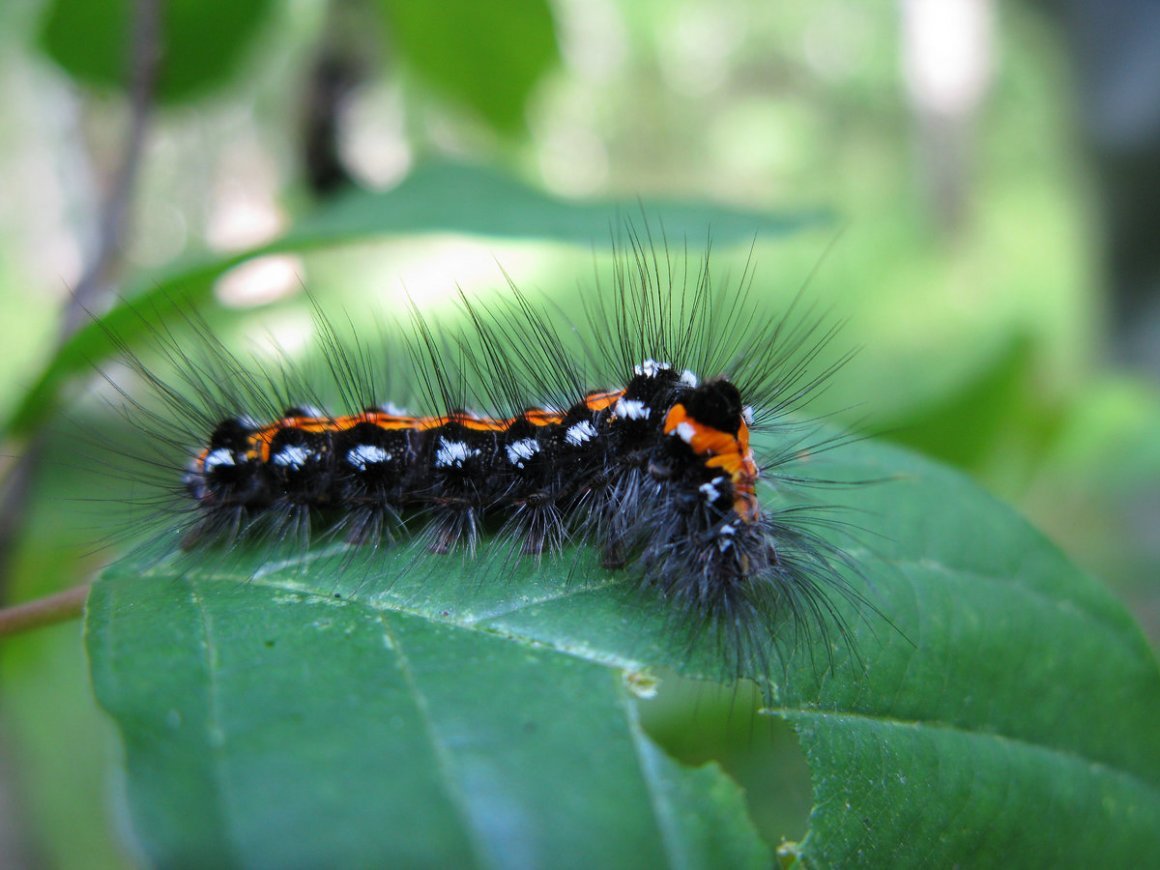 Пушистая гусеница ядовитая