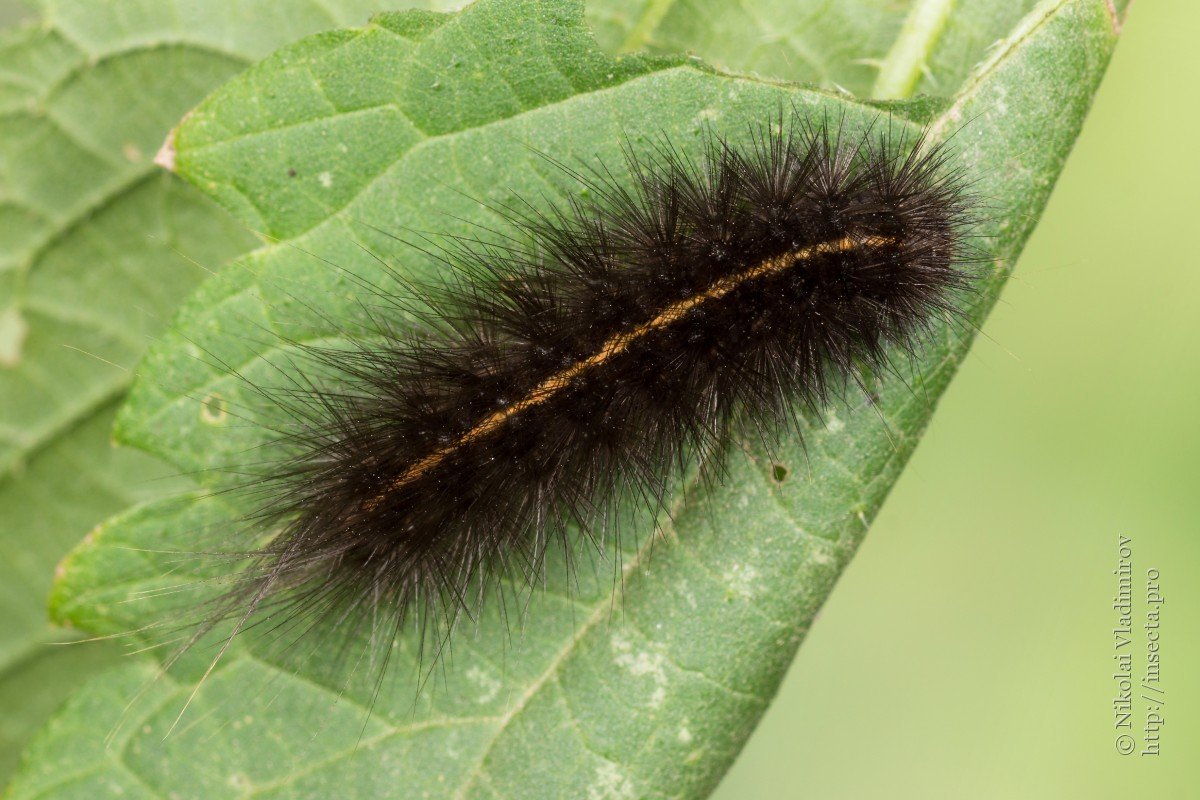 Ночная бабочка Медведица Кайя