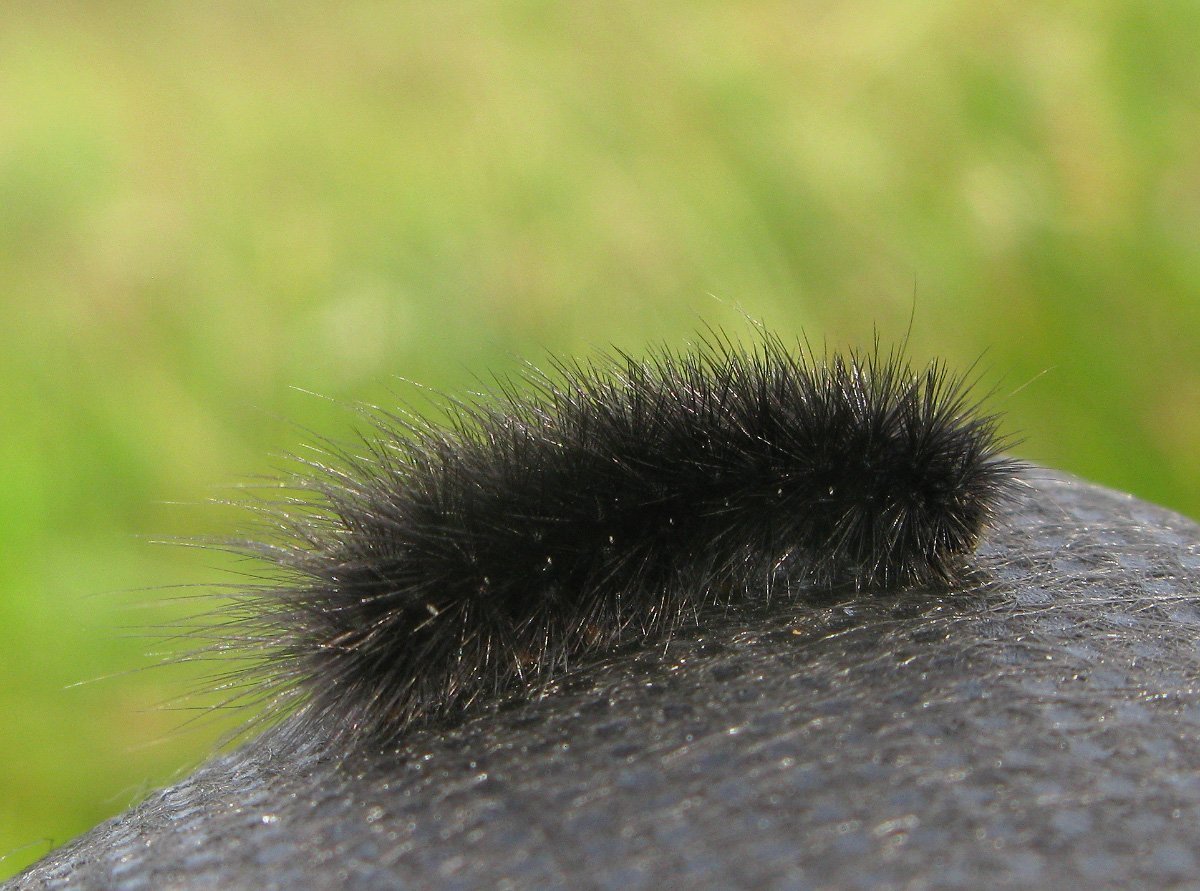 Медведица толстянка бурая гусеница