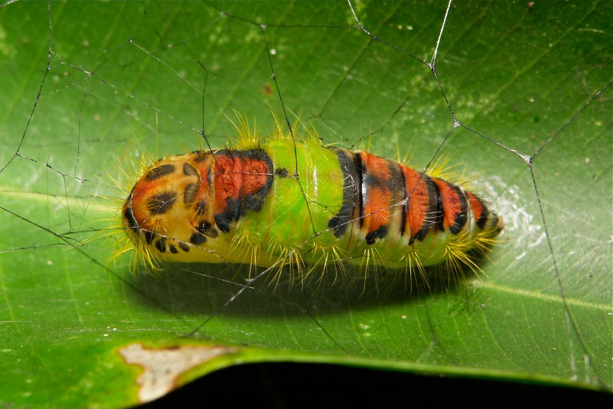 Мохнатая гусеница Оксана Онисимова