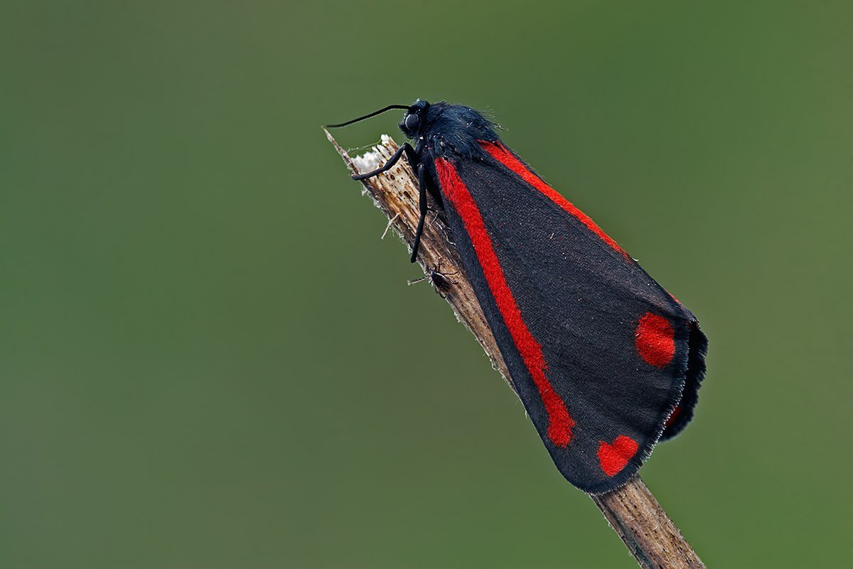 Куколка бабочки медведицы Кайя
