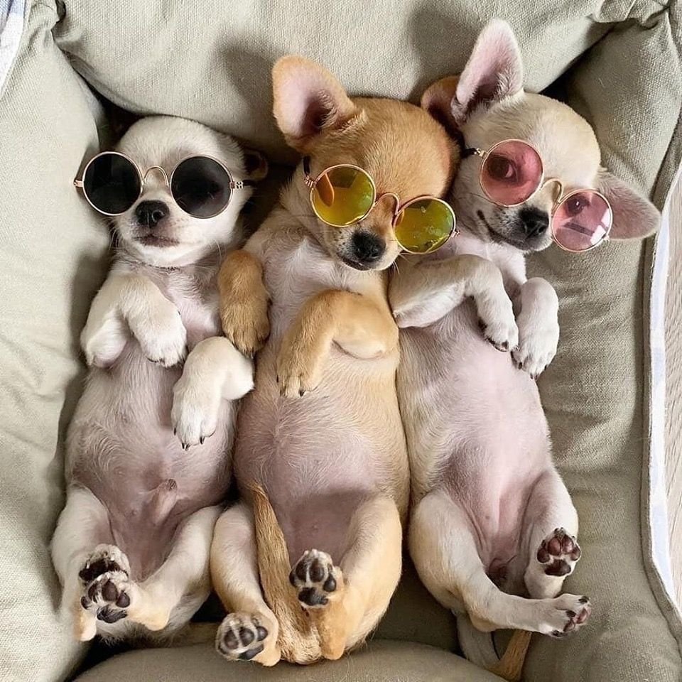 Смешные чихуахуа