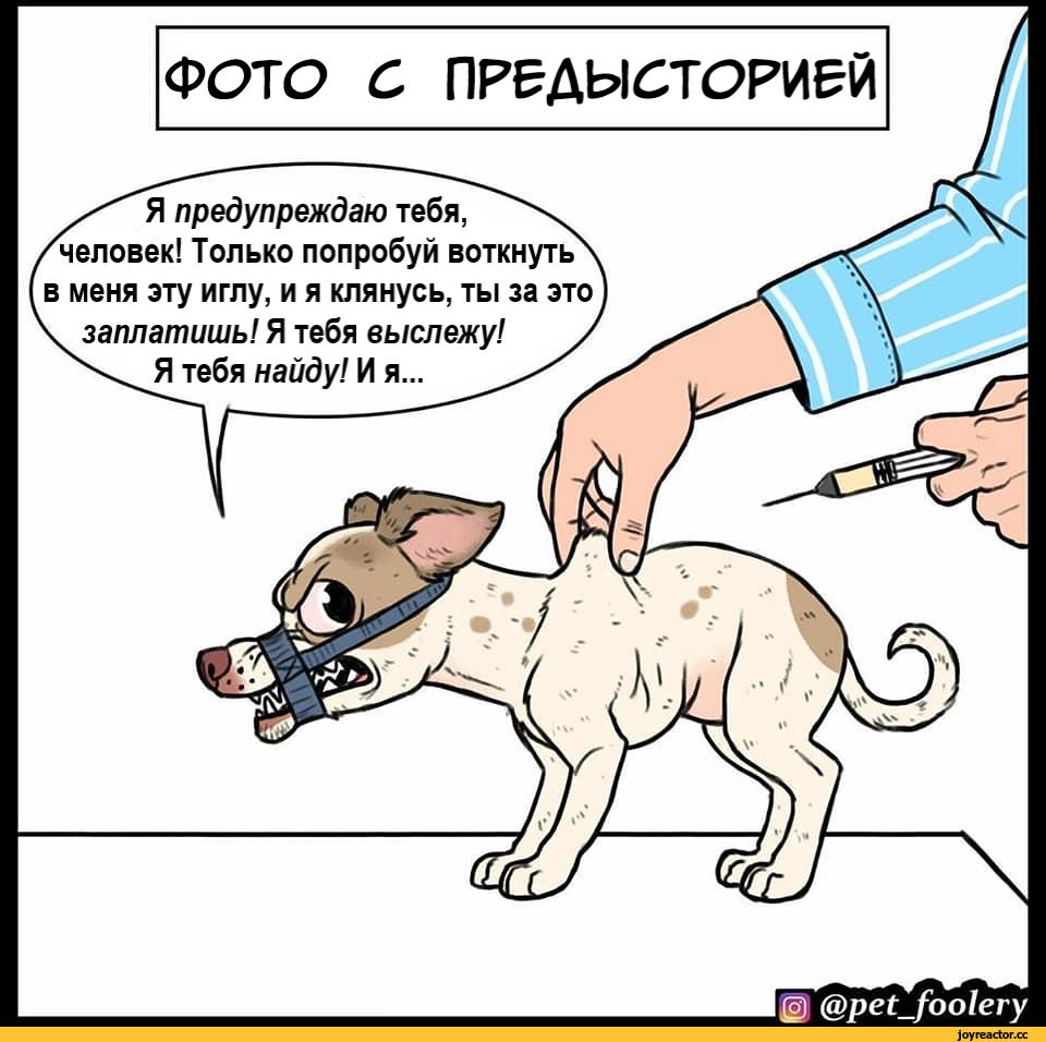 Чихуахуа путешественник