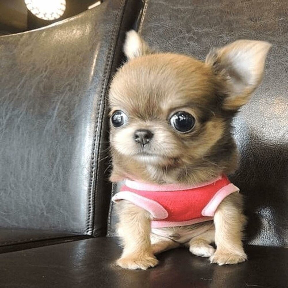 Злые чихуашки