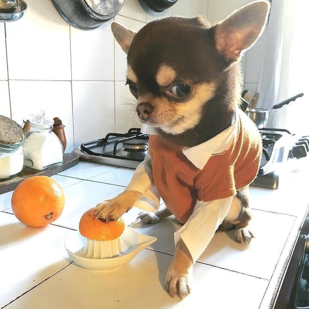 Самые милые собаки маленькие